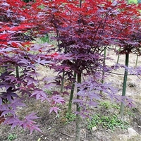 三季红枫苗木生产基地 高杆嫁接三季红枫供应
