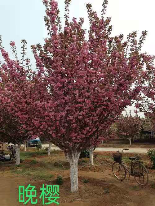 潍坊市高杆樱花按需定制