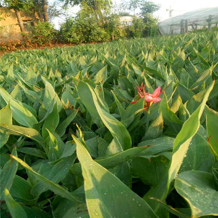 多年生草本花卉美人蕉 四川紅花 粉花黃花美人蕉 各種水生植物 品種