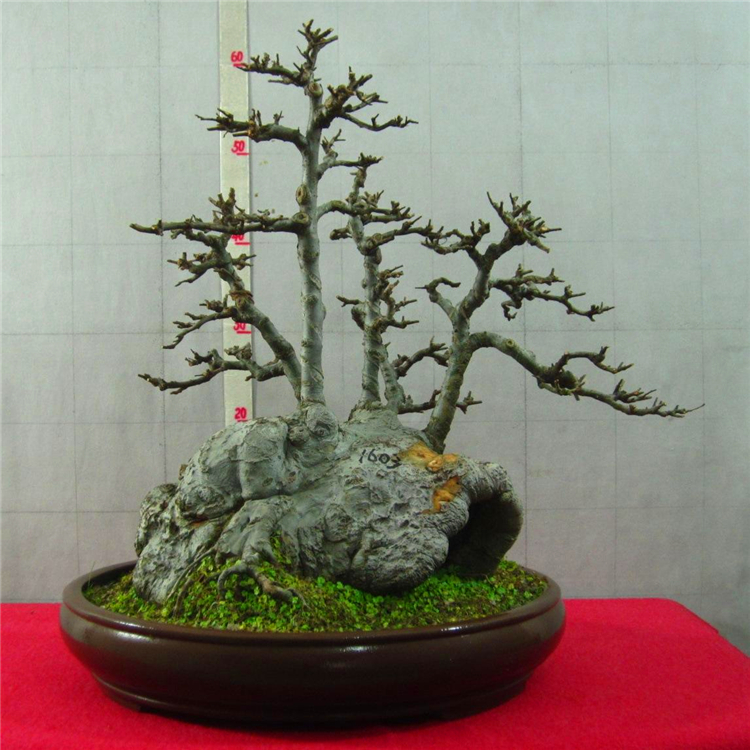 别墅盆栽盆景 漳州榆树桩小叶榆