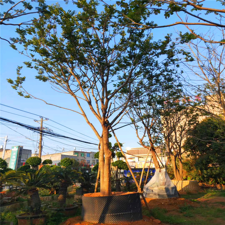 造型用苗朴樹江西多杆朴樹價格淨化空氣觀葉植物