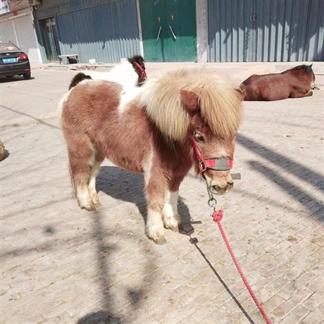 北京矮马出售图片