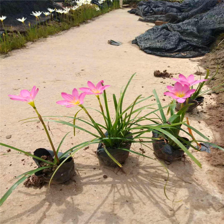 厂家供应韭兰苗广西韭兰杯苗地被草花灌木葱兰苗