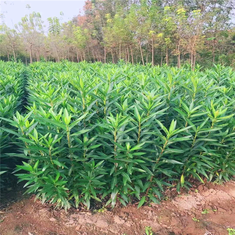 夹竹桃河南夹竹桃批发常绿灌木夹竹桃价格庭院绿化小苗供应