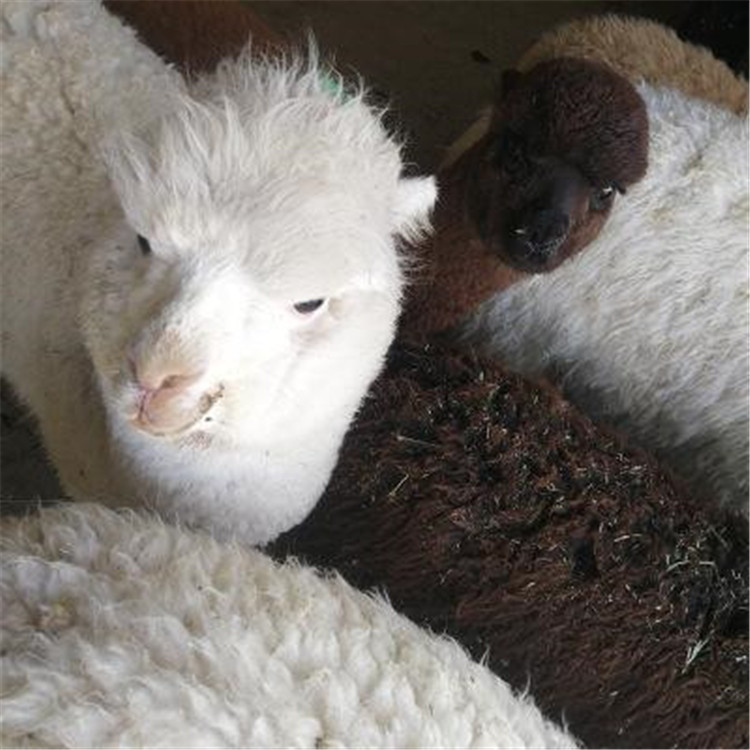 怎样购买羊驼幼崽的品种图片大全