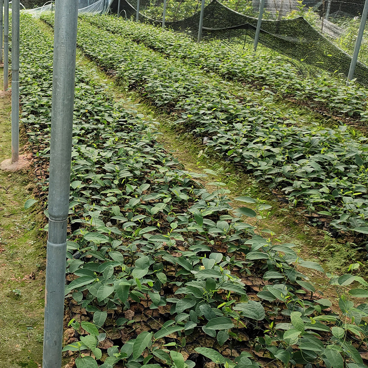 綠皮荔枝味百香果苗 青皮百香果苗 庭院種植水果苗 雞蛋果小苗