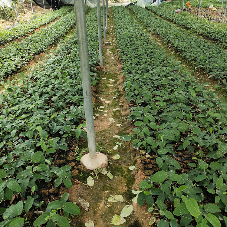 綠皮荔枝味百香果苗 青皮百香果苗 庭院種植水果苗 雞蛋果小苗