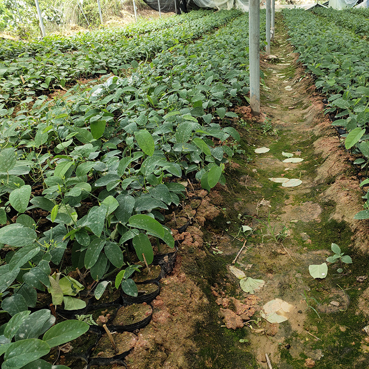 绿皮荔枝味百香果苗 青皮百香果苗 庭院种植水果苗 鸡蛋果小苗