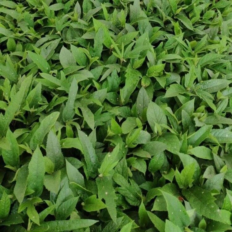 五指毛桃袋苗h30公分五指毛桃苗木供应