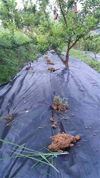 苹果种植基地防草布 育苗园艺地布 蓝莓除草地布 德州锦旺