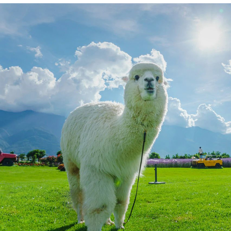 羊驼养殖场 改良羊驼 养殖批发 羊驼幼崽出租 养殖基地