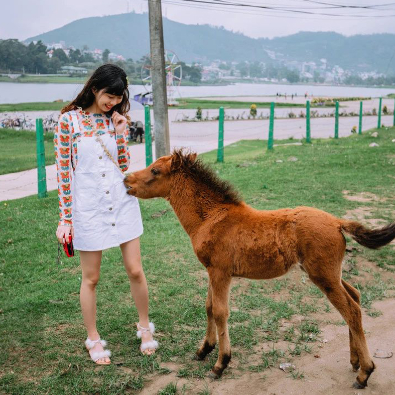 马匹价格 国产小矮马德保乘骑 纯种骑乘马 游乐园散养袖珍迷你矮马