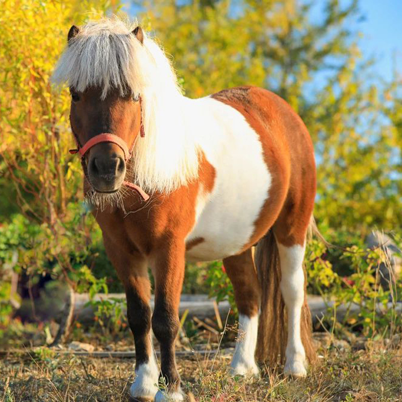 海南矮马出售信息网站_优质矮马批发 采购