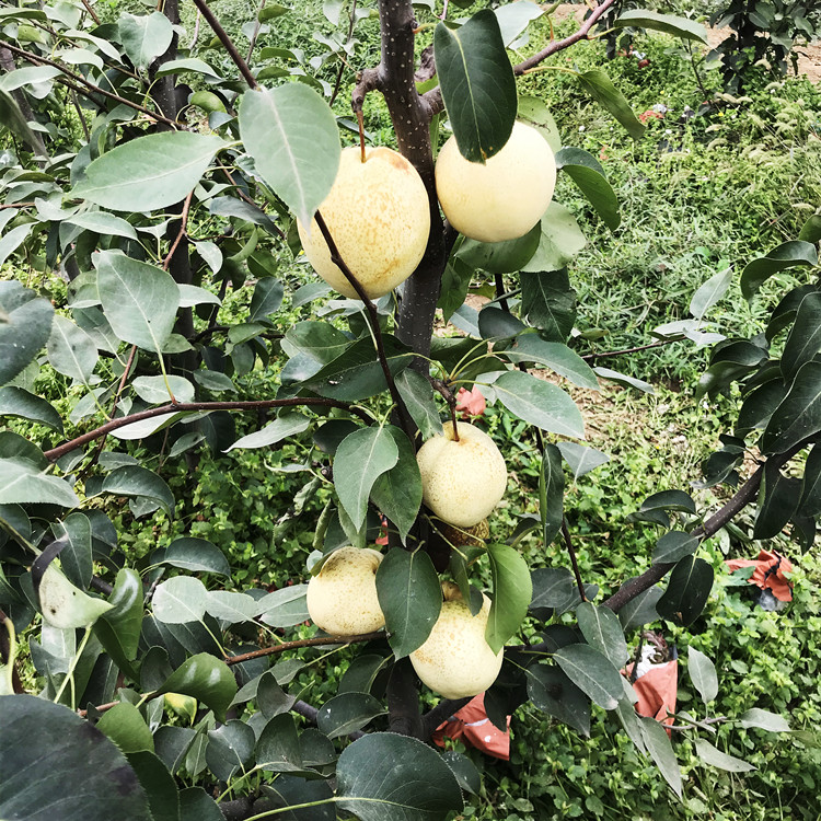 2公分山农酥梨树苗品种介绍 新品种梨树苗1-3公分