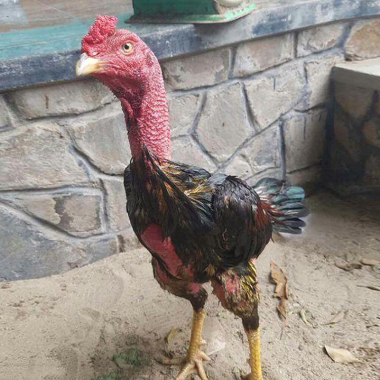 巨脚脱温大脚斗鸡苗 砚山县斗鸡 广西斗鸡苗 价格优