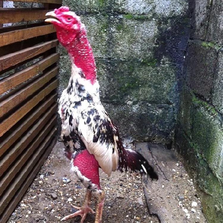 中原小斗鸡出壳的斗鸡禽斗壹号斗鸡苗厂家出售