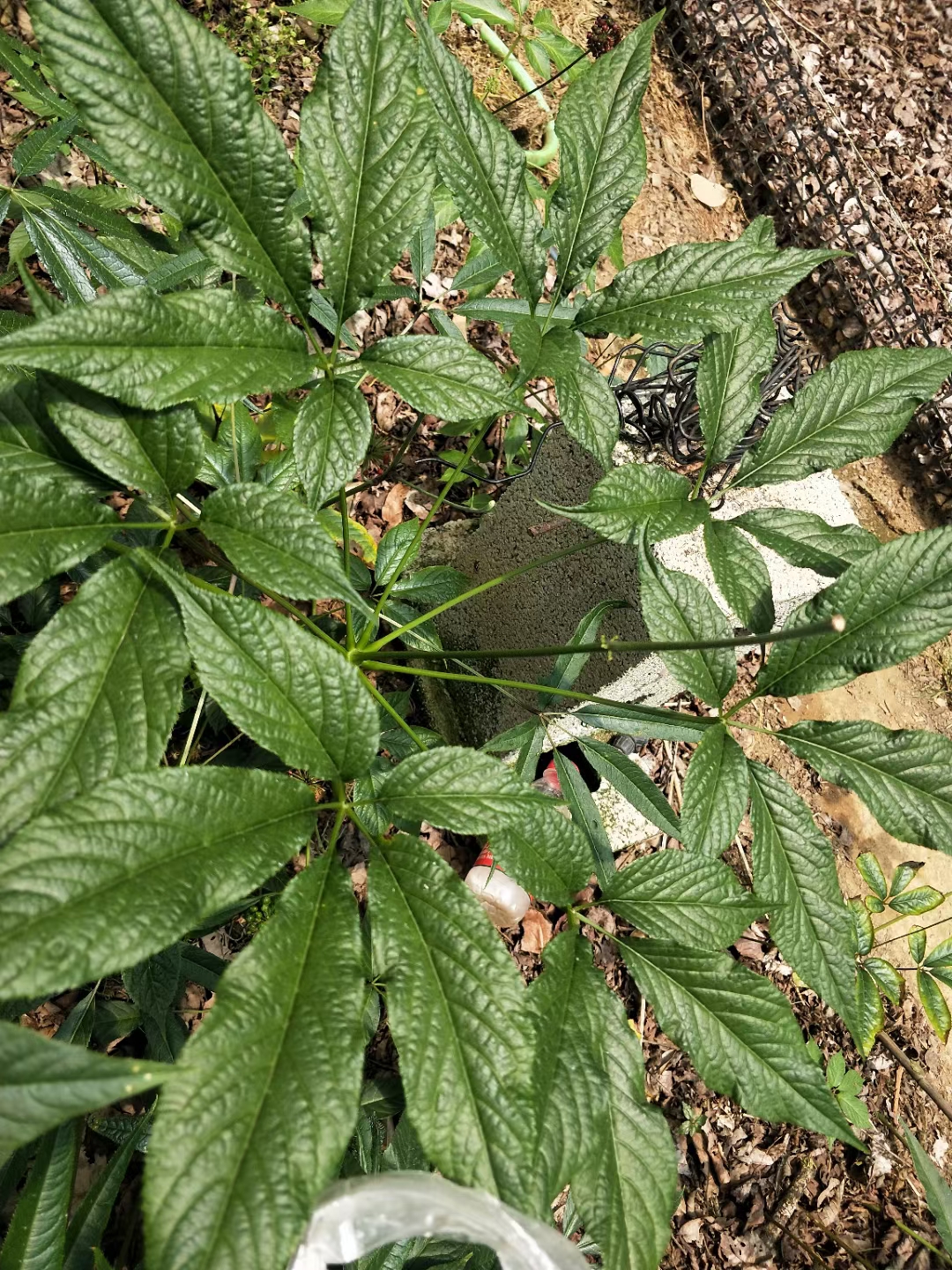 名贵药材竹节人参1200一公斤有钱人抢着买价格赶超人参和三七发展人工