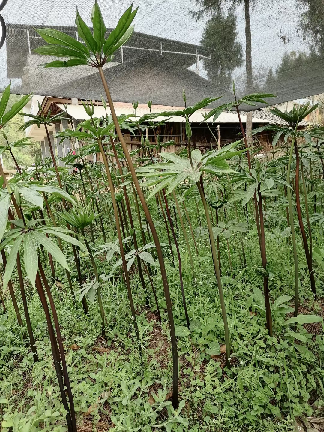 福建廈門重樓栽培種植季節泉州天麻黃精種苗市場價格七葉一枝花林下