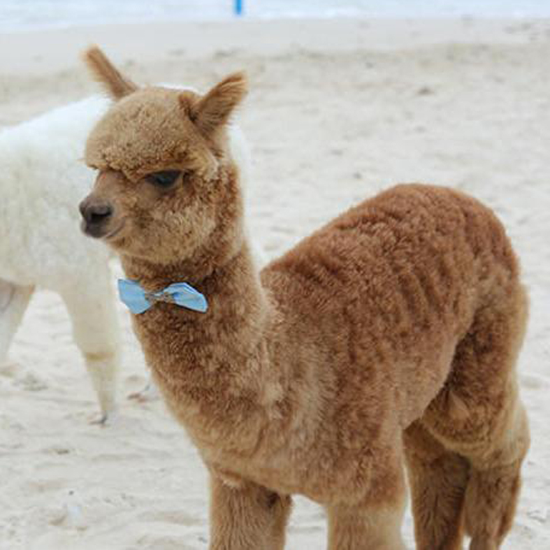 羊驼市场价格 景区观赏羊驼活体宠物羊驼