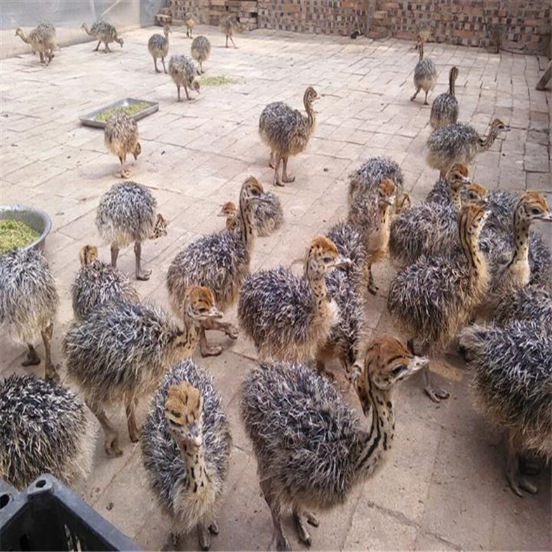 高台县巷道镇畜牧兽医工作站：及早谋划 系统布局 全力保障2026年畜牧兽医工作开新局宝博体育- 宝博体育官网- 宝博体育APP下载 BaoBoSports