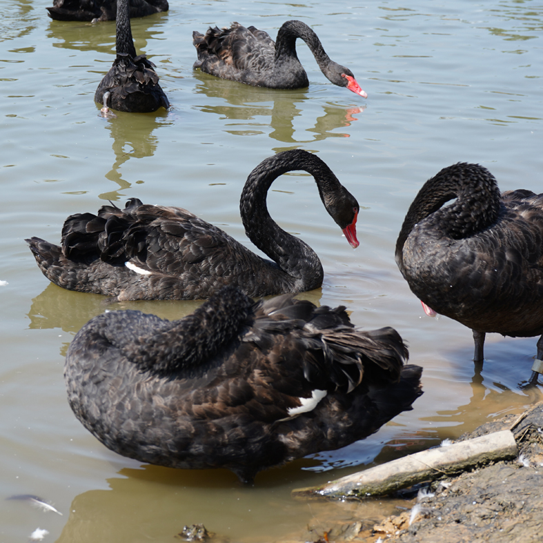黑天鹅养殖厂黑天鹅报价山东省出售商品黑天鹅