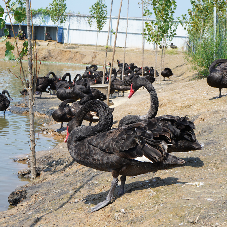 湖南省出售脱温黑天鹅苗黑天鹅养殖厂黑天鹅价格