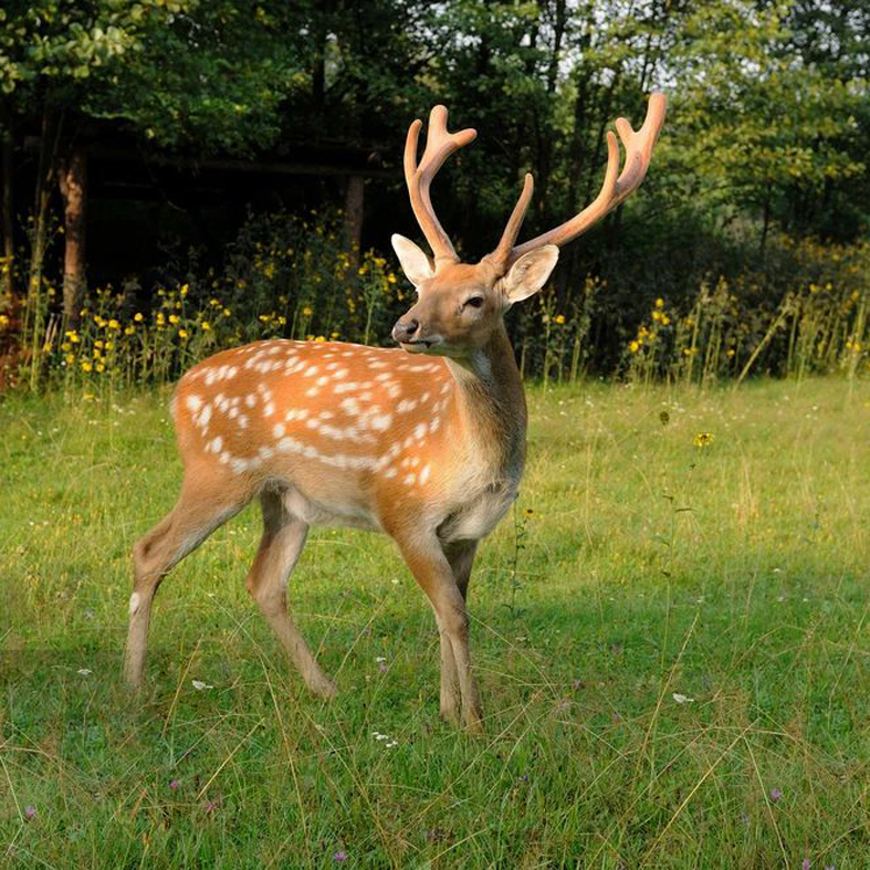 常年出售梅花鹿 旅游区展览梅花鹿价格咨询