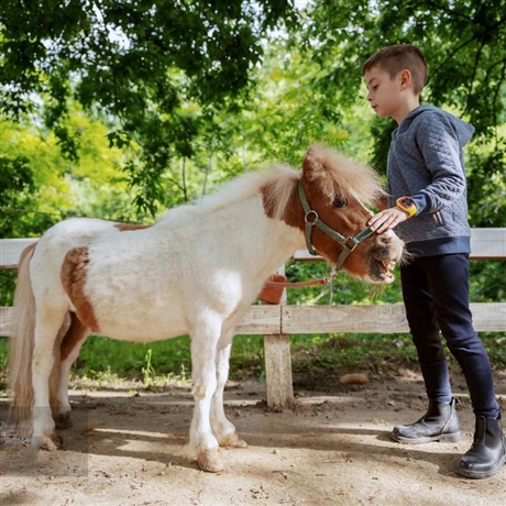 宠物矮马上海市出售设特兰矮马