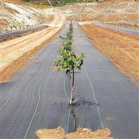 果园生态除草地布 火龙果用防草布 油茶抑草布 锦旺销售编织遮草布