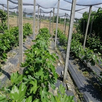 火龙果种植防草布生产厂家 果树保湿防草地布 锦旺核桃树铺园艺地布