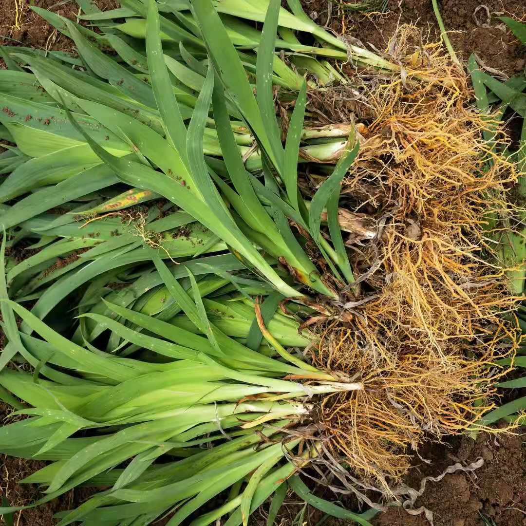 射干籽怎么播种植射干苗子处理高产方法