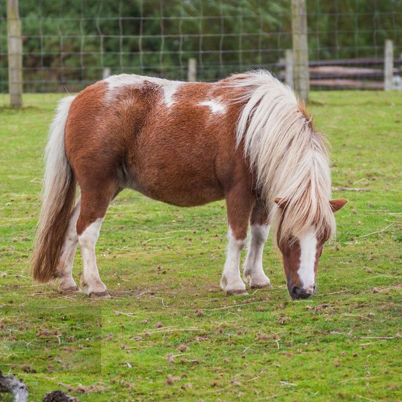 天津市宠物小矮马迷你矮马旅游区矮马东瑞珍禽养殖厂家批发