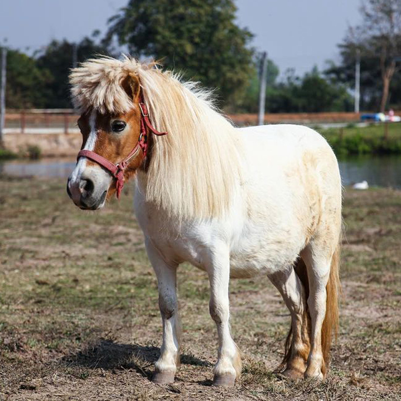 供应商品宠物小矮马迷你矮马宠物矮马景区观赏动物镇店之宝