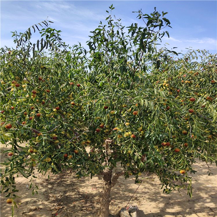 3公分枣树基地批发价格 苗圃定制 全国发货