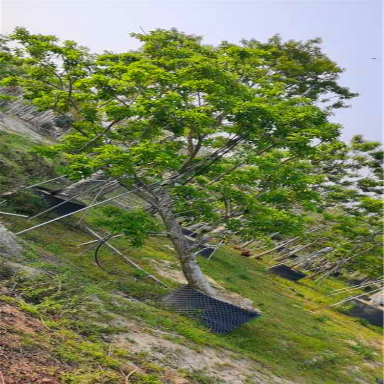 批發鐵冬青樹漳州叢生紅果冬青樹道路園林綠化苗木