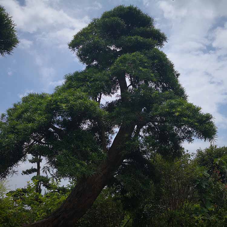 造型罗汉松树 直径40公分,高度5.5米 柱冠罗汉松移植苗 园景树