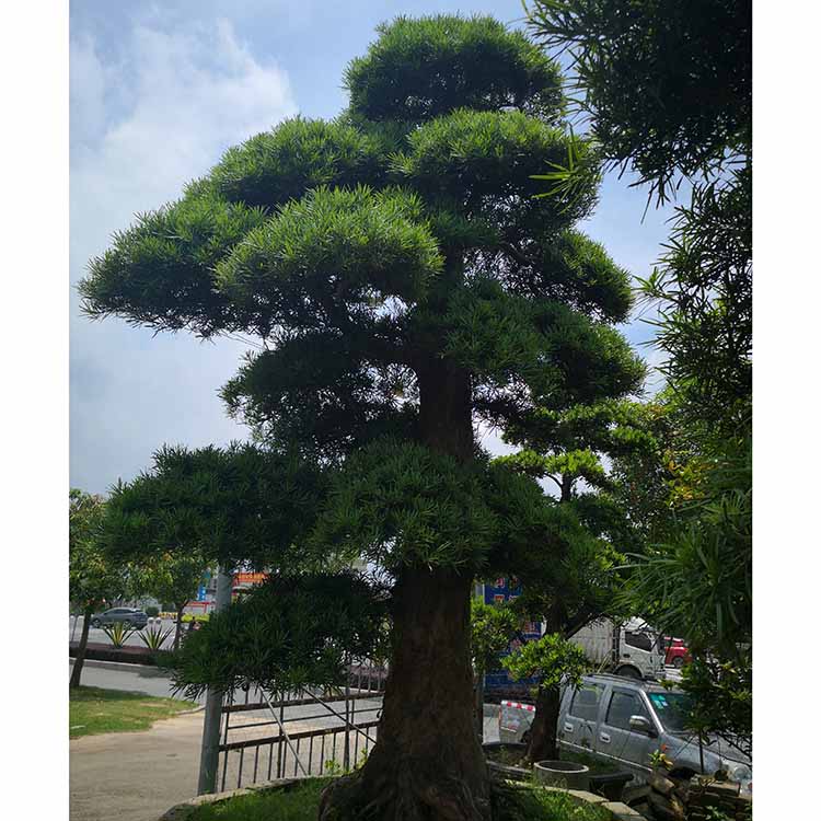 造型罗汉松树 直径40公分,高度5.5米 柱冠罗汉松移植苗 园景树