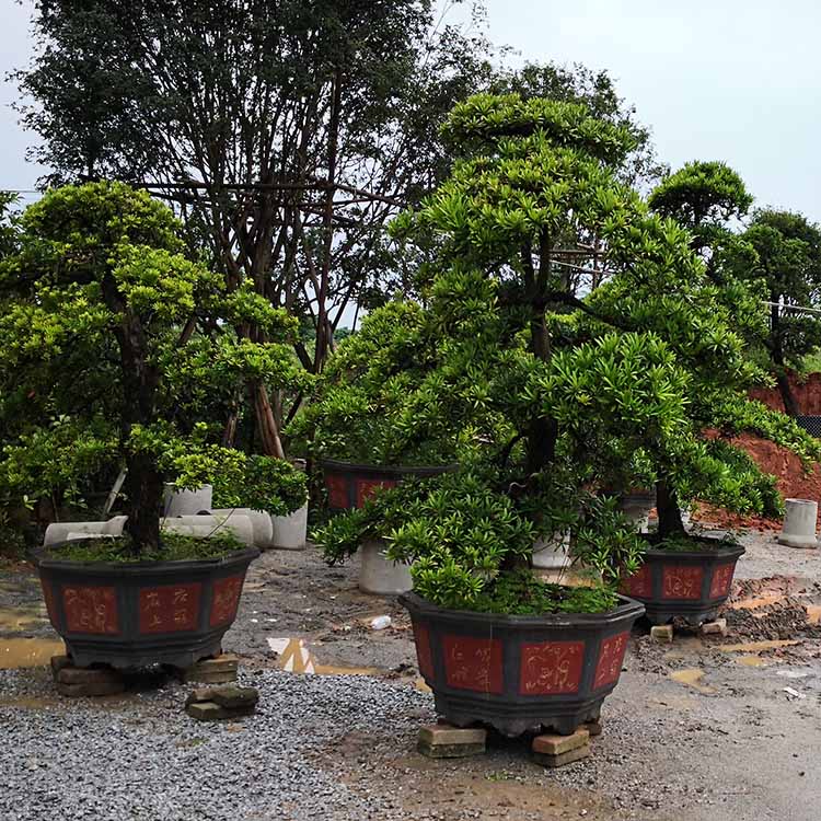 造型罗汉松树 直径40公分,高度5.5米 柱冠罗汉松移植苗 园景树