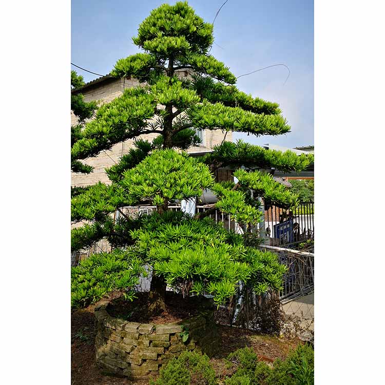 造型罗汉松树 直径40公分,高度5.5米 柱冠罗汉松移植苗 园景树