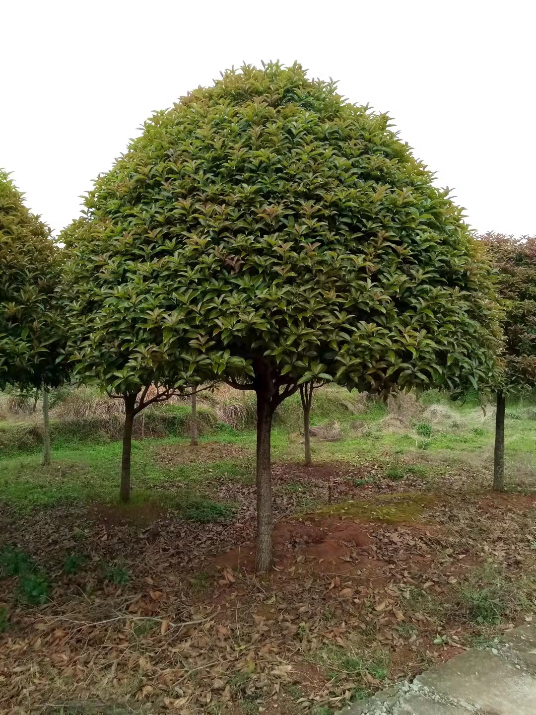 陕西桂花树价格八月桂花树园林绿化桂花树30公分桂花树