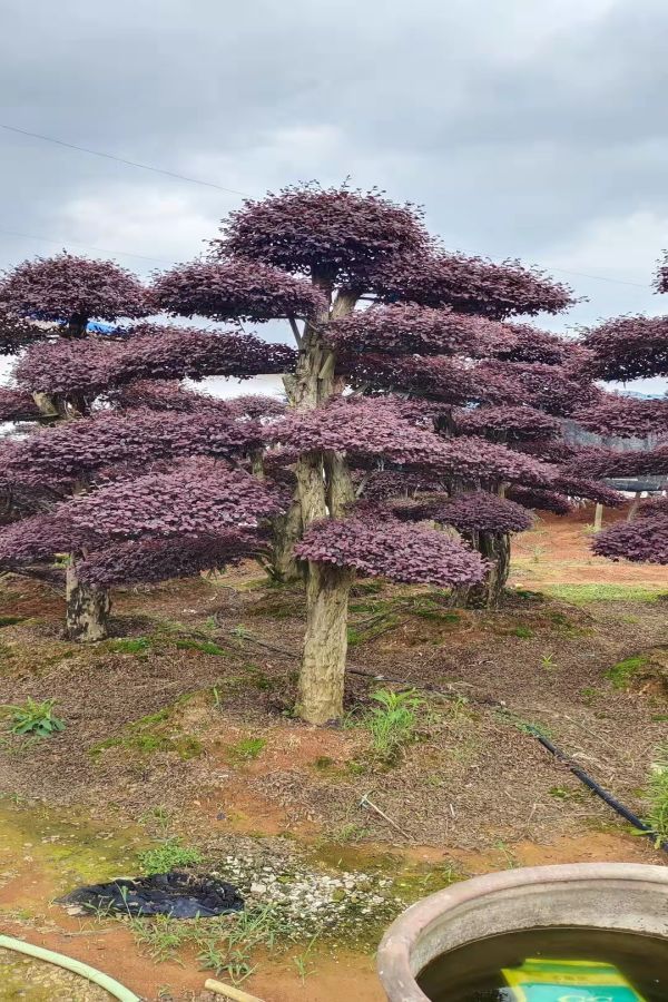 造型红继木桩 红继木桩价格 云南造型红继木桩基地批发