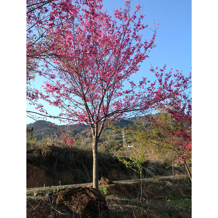 福建山樱花批发福建山樱花报价漳州基地直供