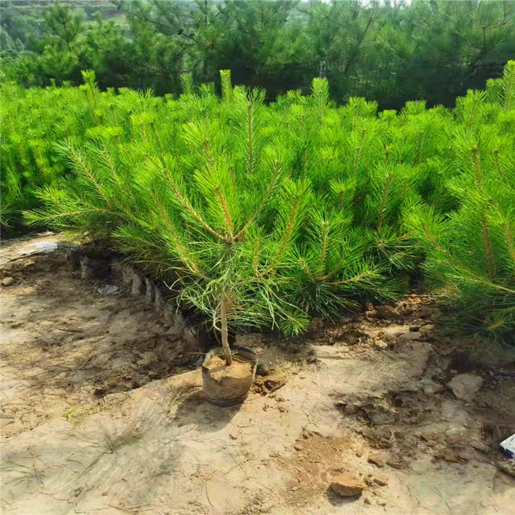 30 40 50 60 70 80 90公分油松苗 油松小苗基地批发价格