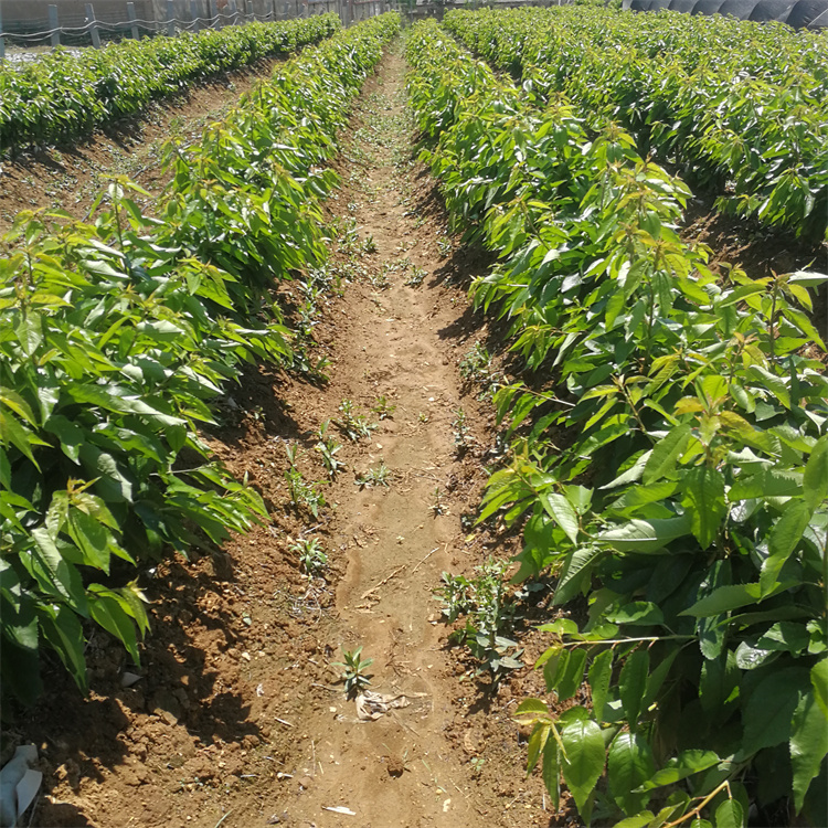 早熟樱桃苗品种介绍弗里斯科樱桃苗果个大成熟期早硬度高龙泽苗木