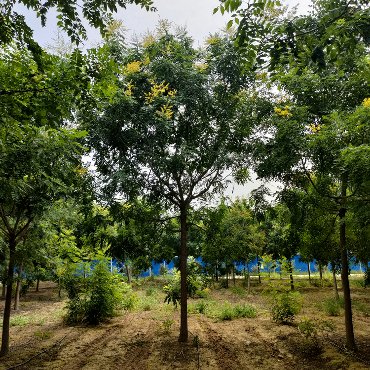 15公分栾树 园林全冠栾树价格 厂家支持来电商议