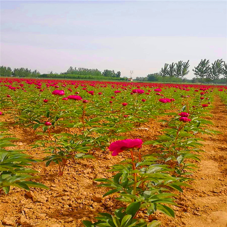 台安基地供应芍药钟子观赏芍药苗基地多年生草本植物