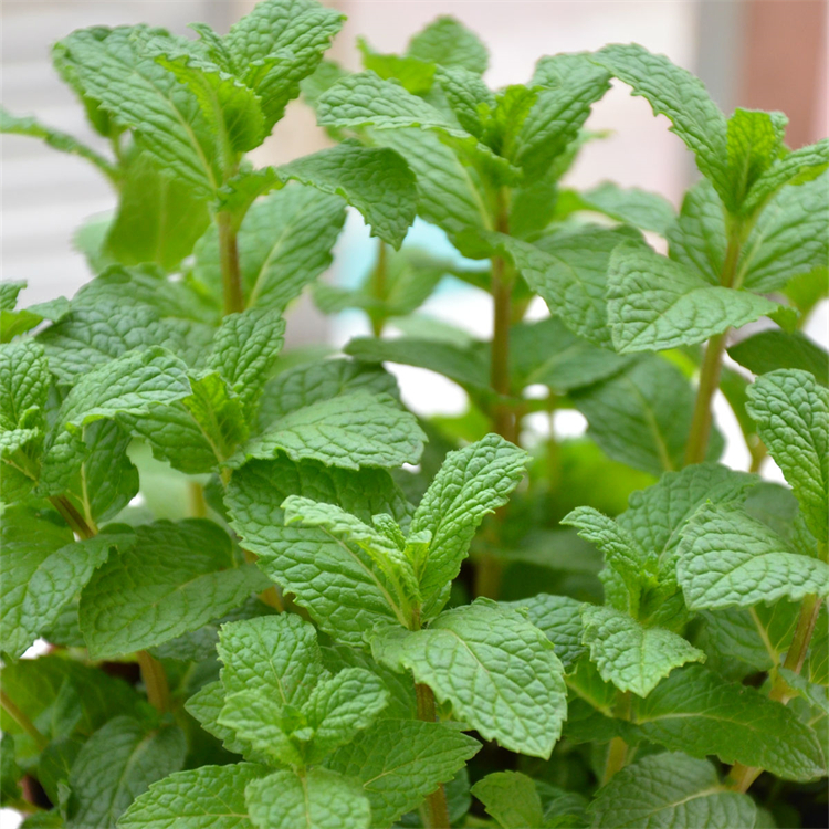 基地出售薄荷盆栽 绿化观赏植物 绿薄荷盆栽 香草植物
