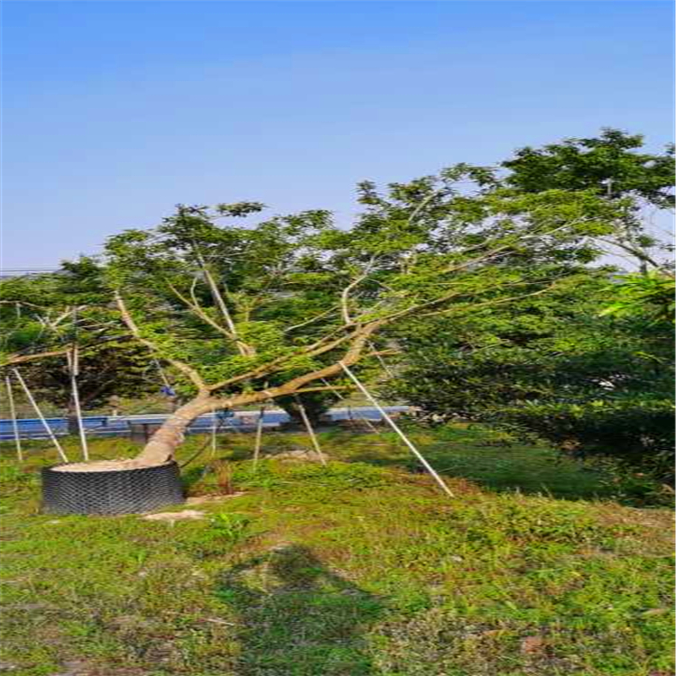 供应铁冬青湖南造型铁冬青盆景原生树形造型优美双艺