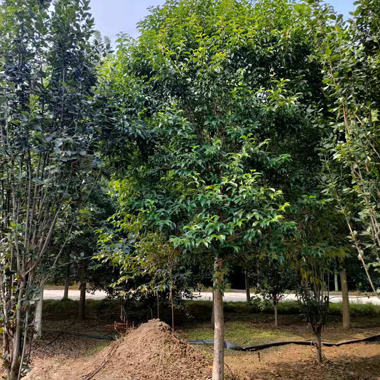 大叶女贞高杆大叶女贞12公分价格公道