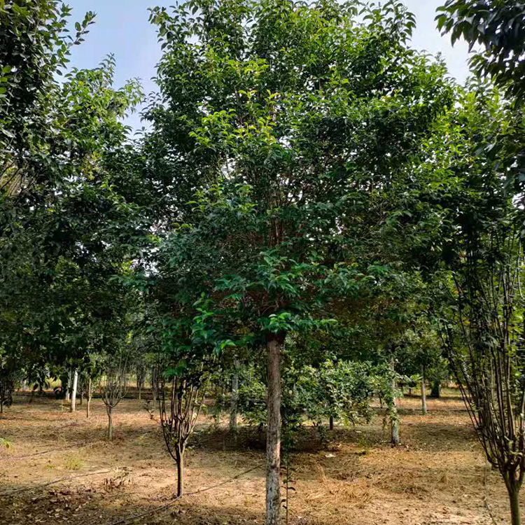 大叶女贞高杆大叶女贞12公分价格公道